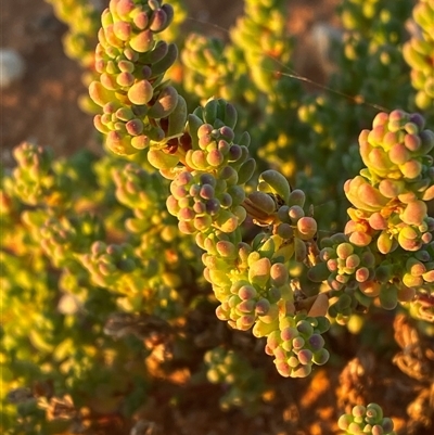 Osteocarpum acropterum (Babbagia) at Tibooburra, NSW - 28 Jun 2024 by Tapirlord