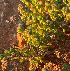 Osteocarpum acropterum at Tibooburra, NSW - 29 Jun 2024