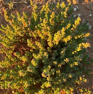 Osteocarpum acropterum at Tibooburra, NSW - 29 Jun 2024