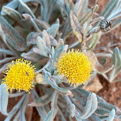 Leptorhynchos sp. at Tibooburra, NSW - 29 Jun 2024 by Tapirlord