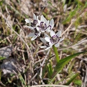 Wurmbea dioica subsp. dioica at Whitlam, ACT - 14 Sep 2024