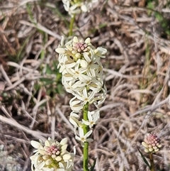 Stackhousia monogyna (Creamy Candles) at Whitlam, ACT - 14 Sep 2024 by sangio7