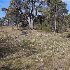 Stackhousia monogyna at Whitlam, ACT - 14 Sep 2024