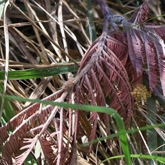 Gryllidae (family) at Lyons, ACT - 17 Sep 2024 11:52 AM