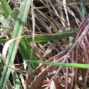 Gryllidae (family) at Lyons, ACT - 17 Sep 2024 11:52 AM