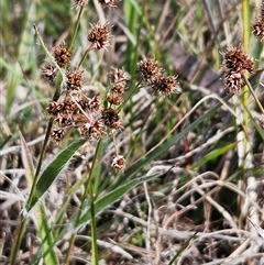 Luzula densiflora (Dense Wood-rush) at Whitlam, ACT - 14 Sep 2024 by sangio7