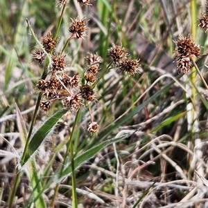 Luzula densiflora at Whitlam, ACT - 14 Sep 2024