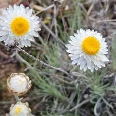 Leucochrysum albicans subsp. tricolor (Hoary Sunray) at Whitlam, ACT - 14 Sep 2024 by sangio7