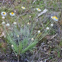 Leucochrysum albicans subsp. tricolor at Whitlam, ACT - 14 Sep 2024 02:38 PM