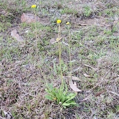 Craspedia variabilis (Common Billy Buttons) at Whitlam, ACT - 14 Sep 2024 by sangio7