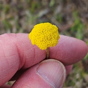 Craspedia variabilis at Whitlam, ACT - suppressed