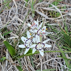 Wurmbea dioica subsp. dioica (Early Nancy) at Whitlam, ACT - 14 Sep 2024 by sangio7