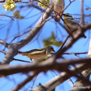 Pardalotus striatus at Richardson, ACT - 17 Sep 2024 10:16 AM