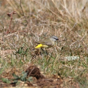 Acanthiza chrysorrhoa at Richardson, ACT - 17 Sep 2024