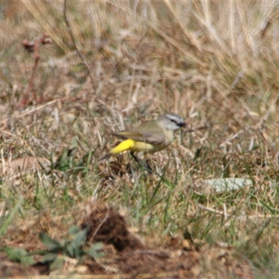 Acanthiza chrysorrhoa (Yellow-rumped Thornbill) at Richardson, ACT - 17 Sep 2024 by MB