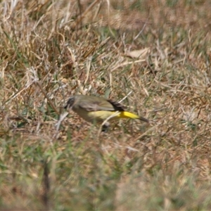 Acanthiza chrysorrhoa at Richardson, ACT - 17 Sep 2024