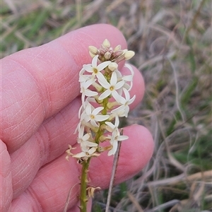 Stackhousia monogyna at Whitlam, ACT - 14 Sep 2024