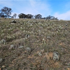 Stackhousia monogyna at Whitlam, ACT - 14 Sep 2024