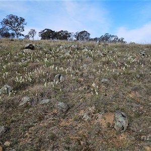 Stackhousia monogyna at Whitlam, ACT - 14 Sep 2024