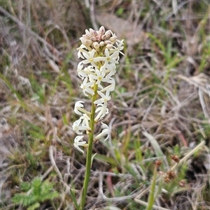 Stackhousia monogyna at Whitlam, ACT - 14 Sep 2024