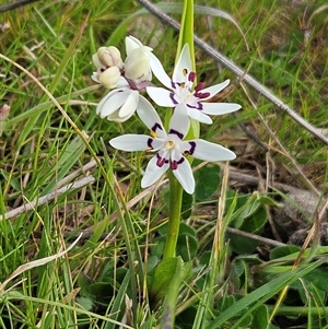 Wurmbea dioica subsp. dioica at Whitlam, ACT - 14 Sep 2024