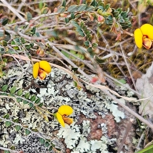 Bossiaea buxifolia at Whitlam, ACT - 14 Sep 2024