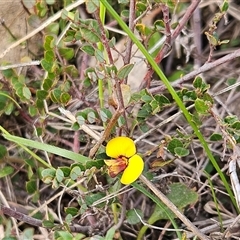 Bossiaea buxifolia at Whitlam, ACT - 14 Sep 2024