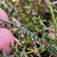 Bossiaea buxifolia at Whitlam, ACT - 14 Sep 2024