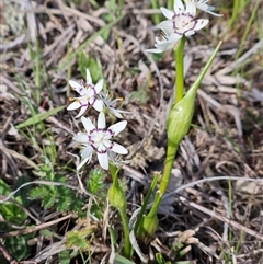 Wurmbea dioica subsp. dioica (Early Nancy) at Whitlam, ACT - 14 Sep 2024 by sangio7