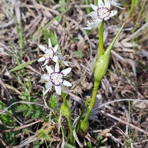 Wurmbea dioica subsp. dioica at Whitlam, ACT - 14 Sep 2024 03:04 PM