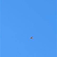 Falco cenchroides (Nankeen Kestrel) at Lawson, ACT - 17 Sep 2024 by mroseby