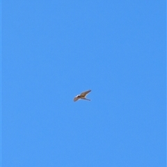 Falco cenchroides at Lawson, ACT - 17 Sep 2024