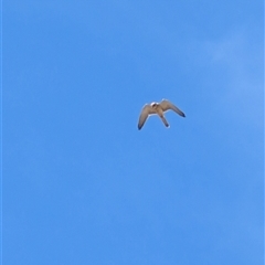 Falco cenchroides at Lawson, ACT - 17 Sep 2024 12:53 PM