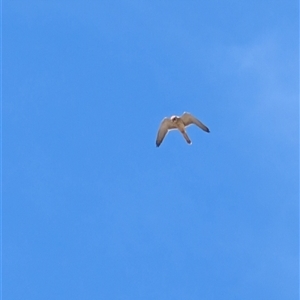 Falco cenchroides at Lawson, ACT - 17 Sep 2024 12:53 PM