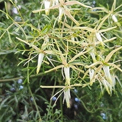 Clematis leptophylla at Hawker, ACT - 14 Sep 2024