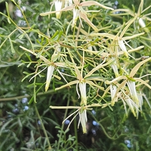 Clematis leptophylla at Hawker, ACT - 14 Sep 2024