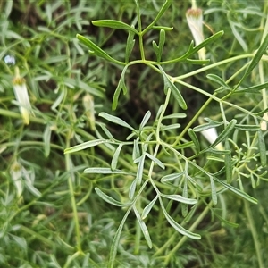 Clematis leptophylla at Hawker, ACT - 14 Sep 2024