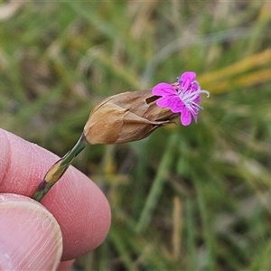 Petrorhagia dubia at Hawker, ACT - 14 Sep 2024