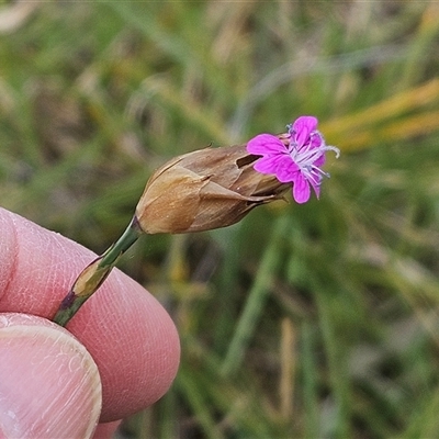 Petrorhagia dubia (Hairy Pink) at Hawker, ACT - 14 Sep 2024 by sangio7