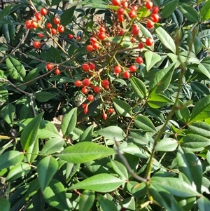 Nandina domestica at Conder, ACT - 17 Sep 2024 03:20 PM