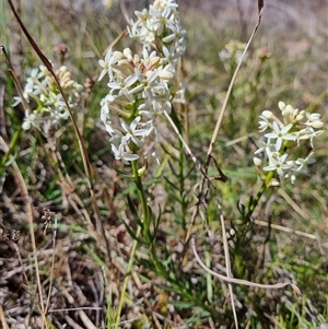 Stackhousia monogyna at Theodore, ACT - 17 Sep 2024 11:14 AM