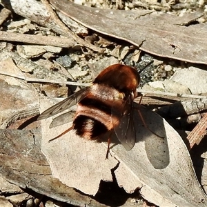 Staurostichus sp. (genus) at Bundanoon, NSW - 17 Sep 2024