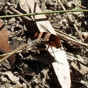 Staurostichus sp. (genus) at Bundanoon, NSW - 17 Sep 2024