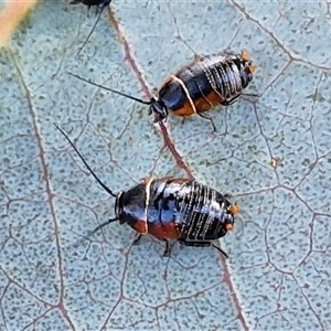 Ellipsidion australe at Collector, NSW - 17 Sep 2024