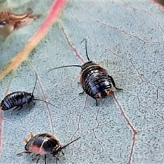 Ellipsidion australe at Collector, NSW - 17 Sep 2024 04:25 PM