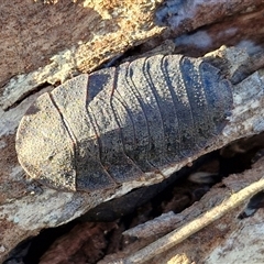 Laxta sp. (genus) (Bark cockroach) at Collector, NSW - 17 Sep 2024 by trevorpreston