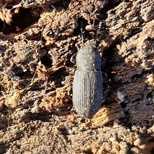 Isopteron sp. (genus) at Collector, NSW - 17 Sep 2024