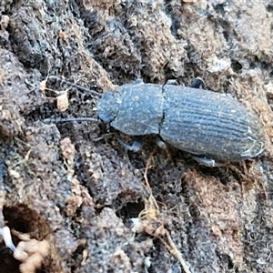 Isopteron sp. (genus) at Collector, NSW - 17 Sep 2024