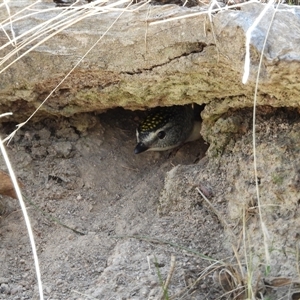 Pardalotus punctatus at Kambah, ACT - suppressed