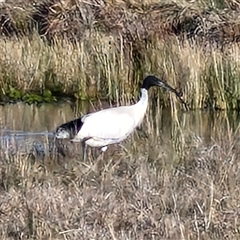 Threskiornis molucca (Australian White Ibis) at Collector, NSW - 17 Sep 2024 by trevorpreston